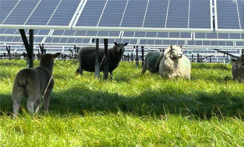 Sheep And Solar Farms