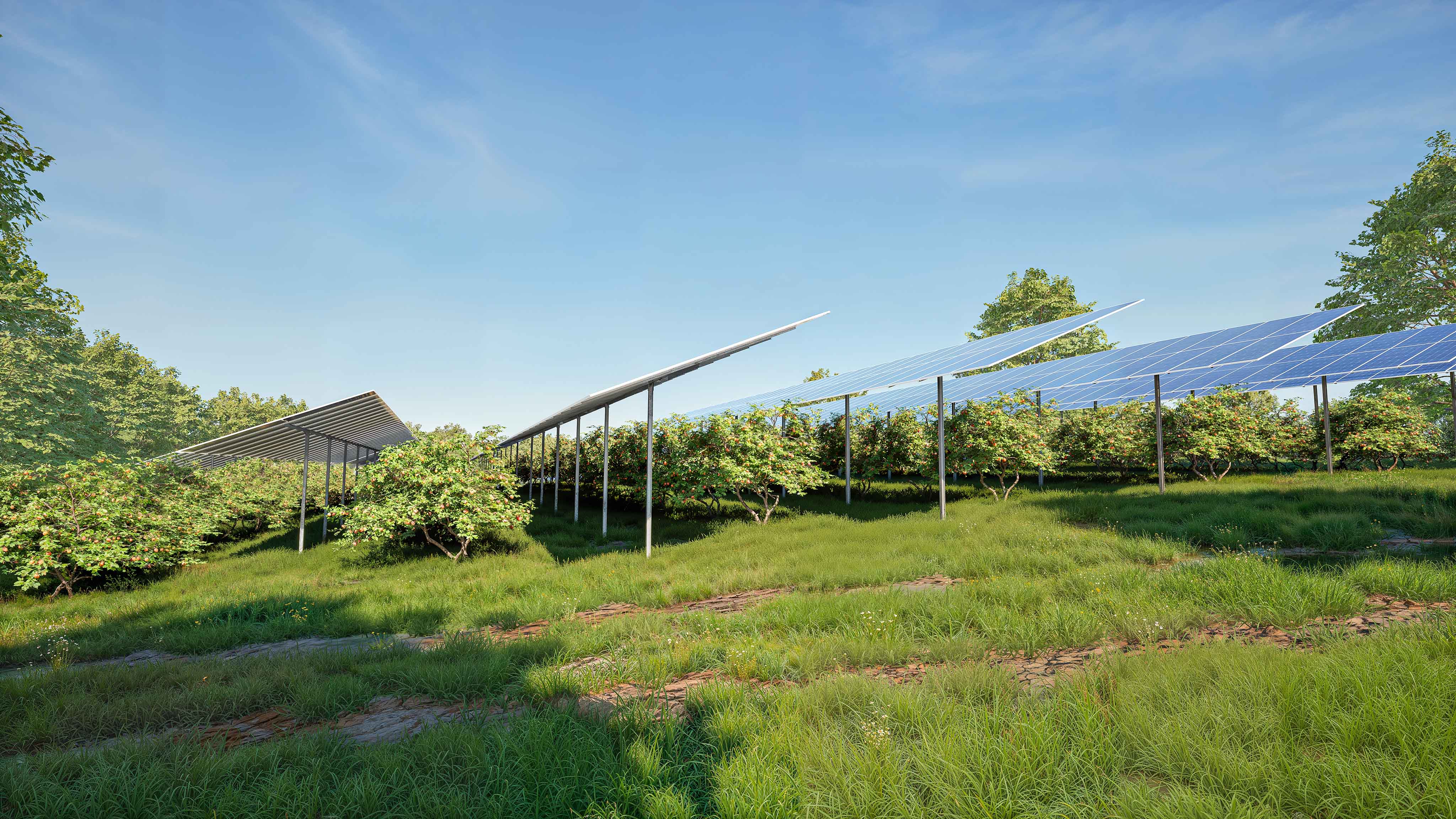 A side on view of rows of elevated tracker solar panels in a green field with a bright blue sky. Under the panels are rows of small fruit trees.