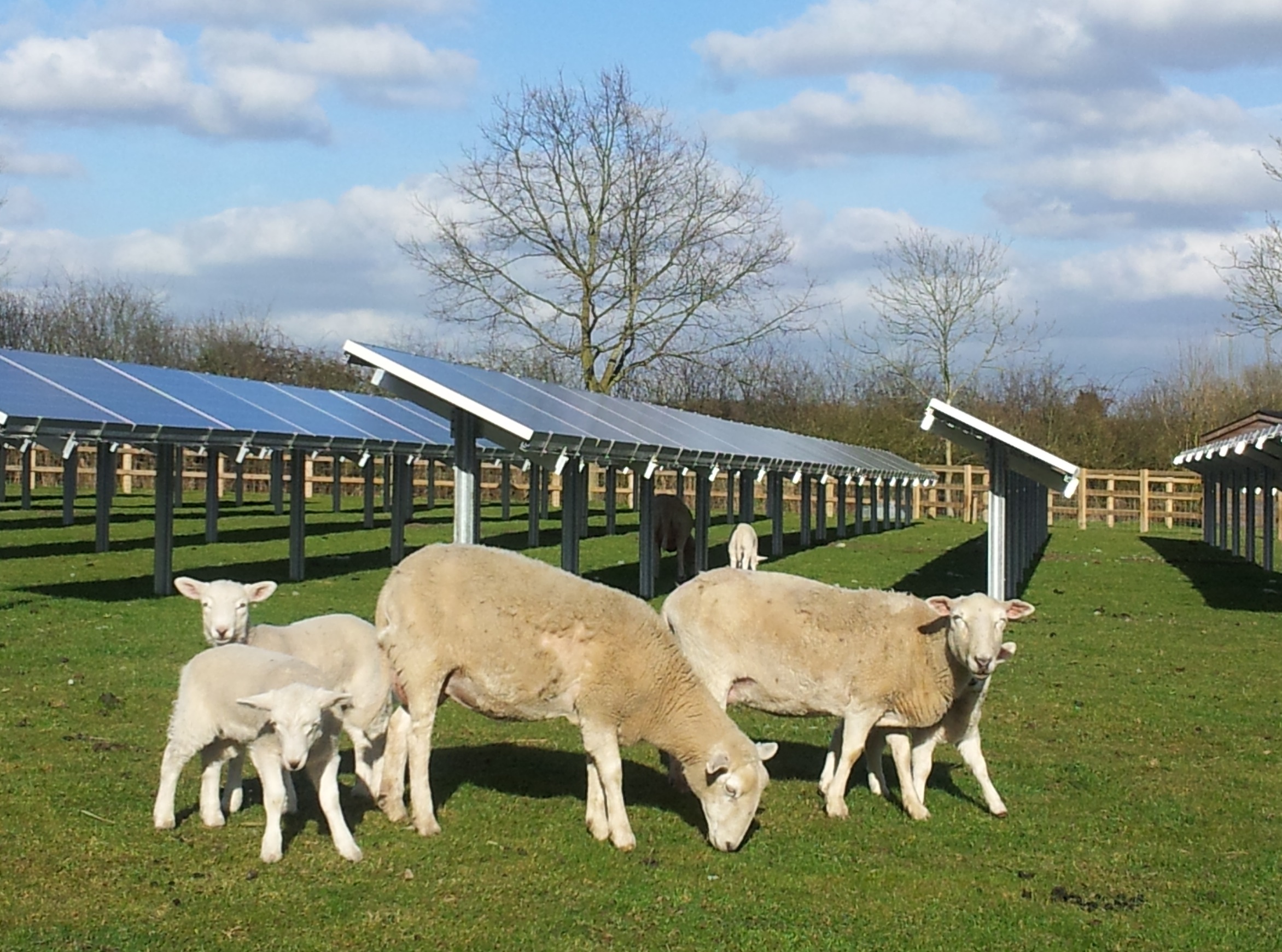 Sheep graze next to ground mounted solar array