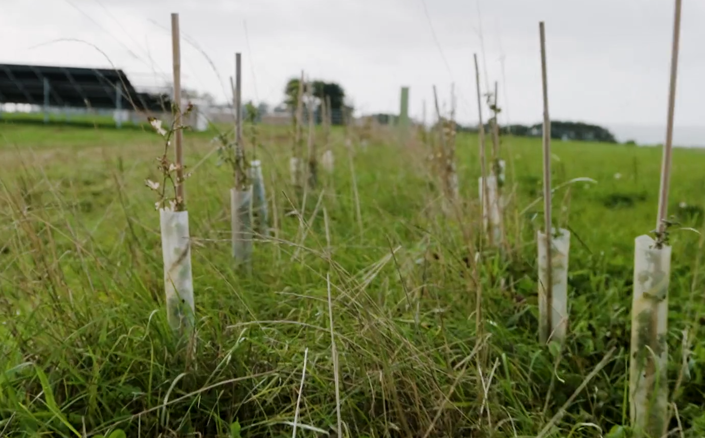 A photo taken close to the ground of a row on newly planted hedgerow. In the background are some solar panels at the Moulin a Vent solar farm.