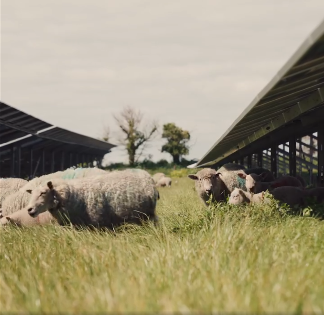 A photograph of five sheep grazing on the grass under the solar panels at the Moulin a Vent solar farm in St Clement. There are two trees in the distance.