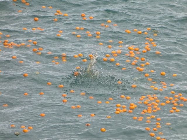 9-oranges-afloat.jpg