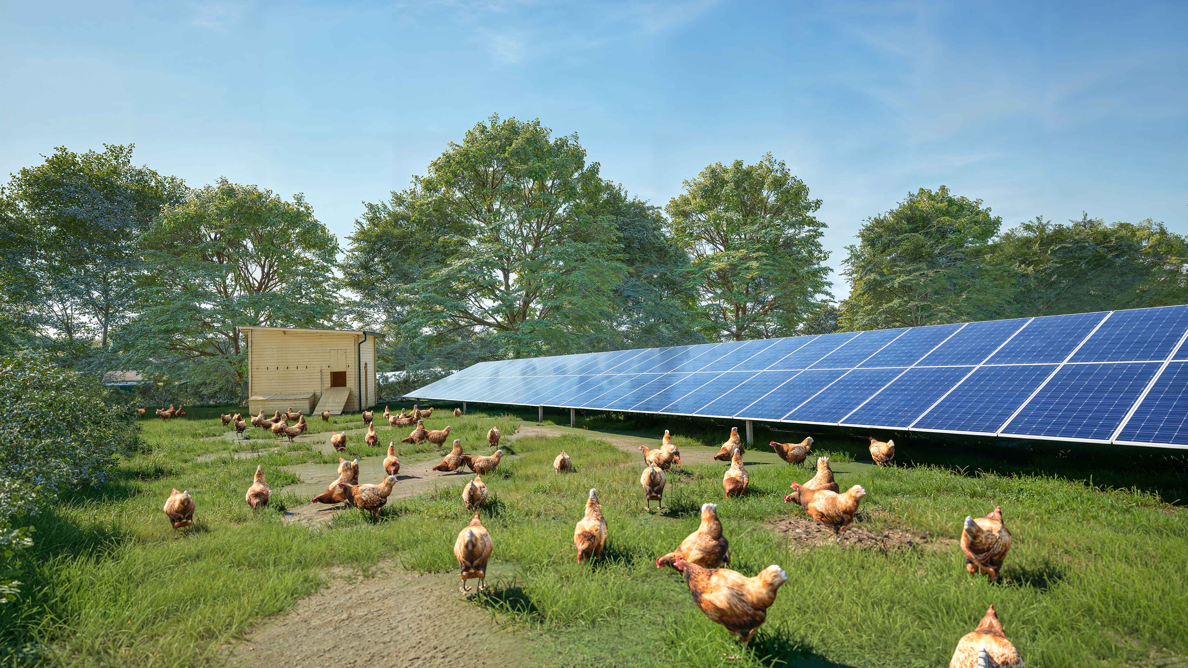 A green field of chickens with trees in the background. To the right of the picture, is a row of fixed tilt solar panels.