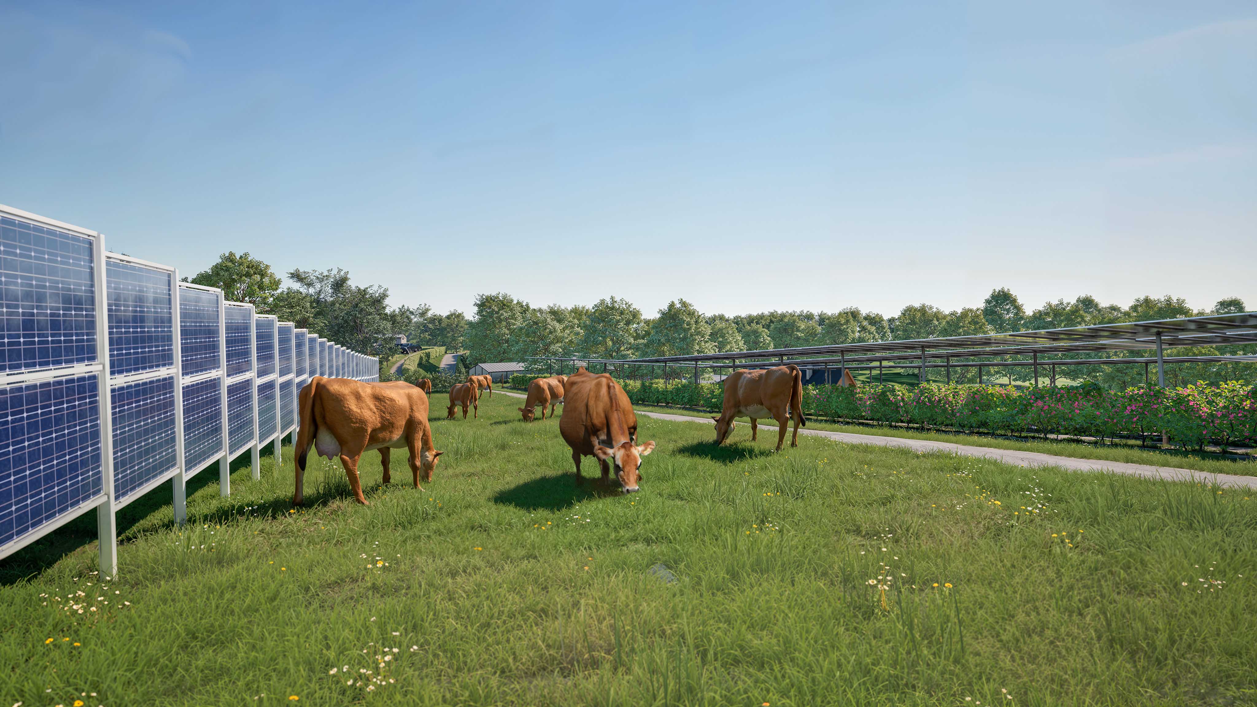 One row of verticle solar fencing panels and one row of elevated tracker panels set in a field. Cows are grazing around the fencing panels and crops growing under the tracker panels. There are trees and greenery in the distance.