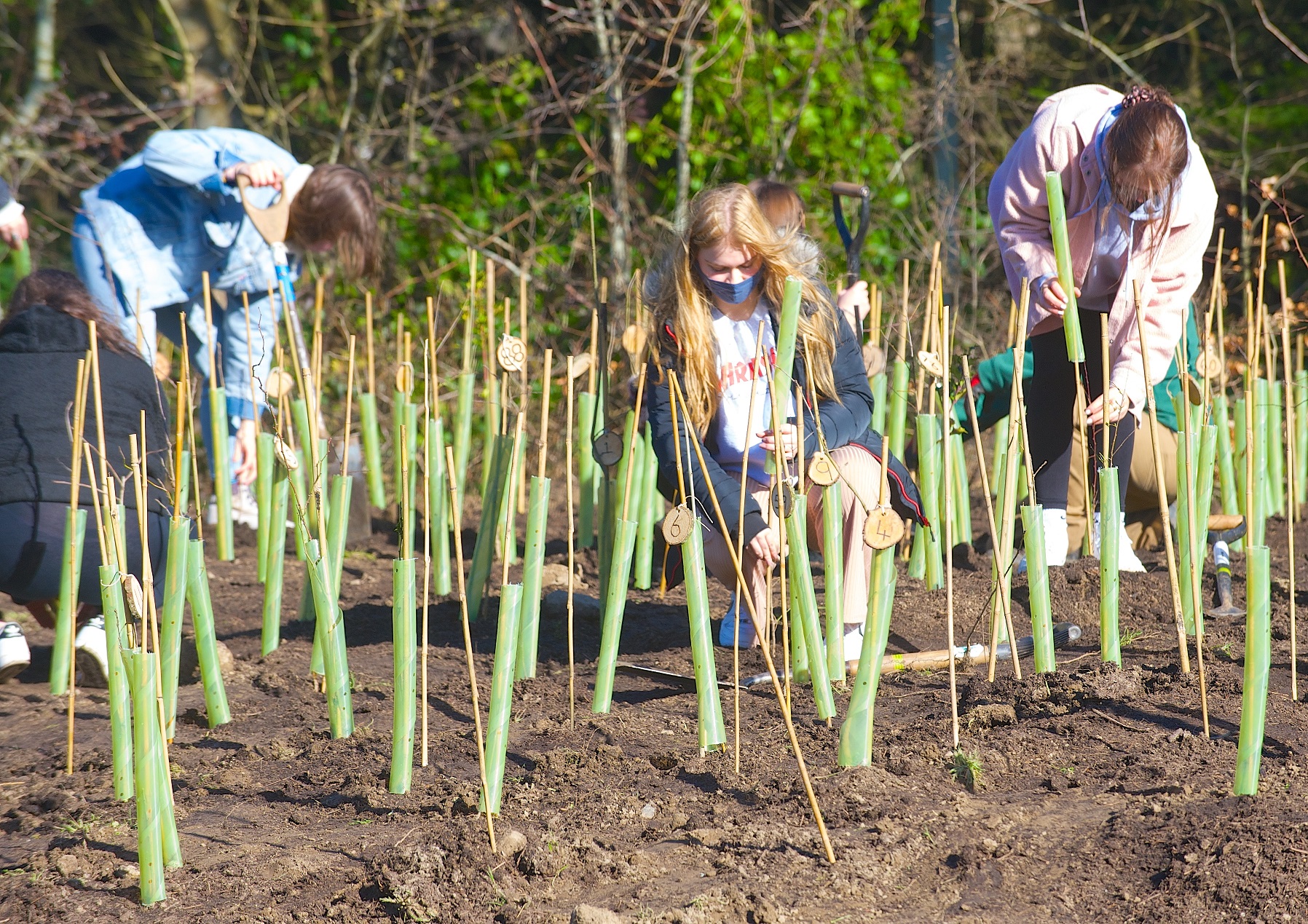 Group planting young trees