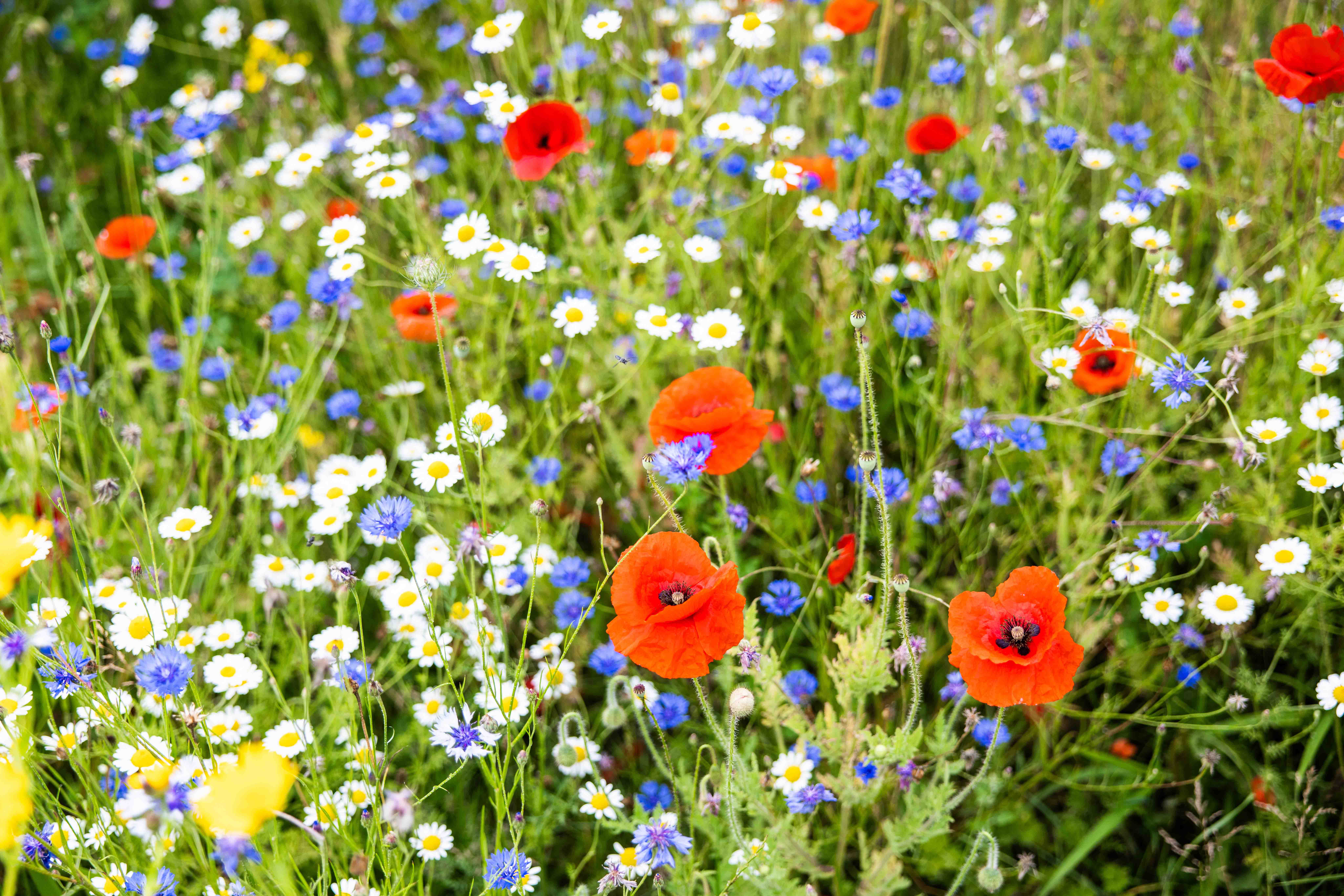 A close up of brightly coloured wild flowers in a field on a sunny day. The main colours are red, white and blue.