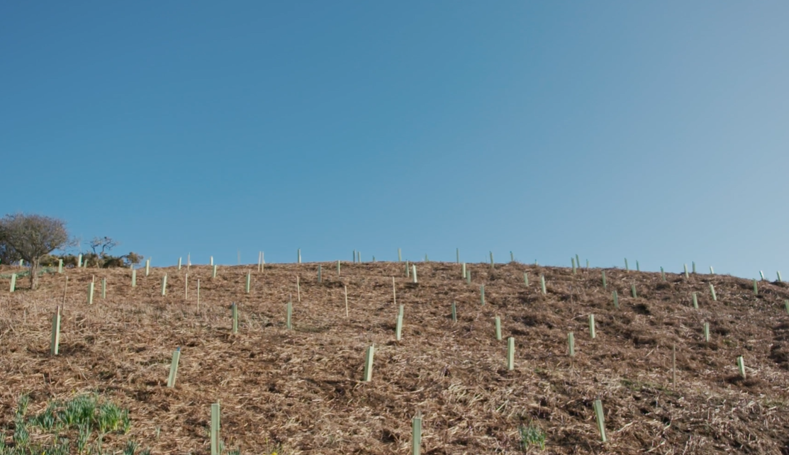 Planted trees at Mourier Valley